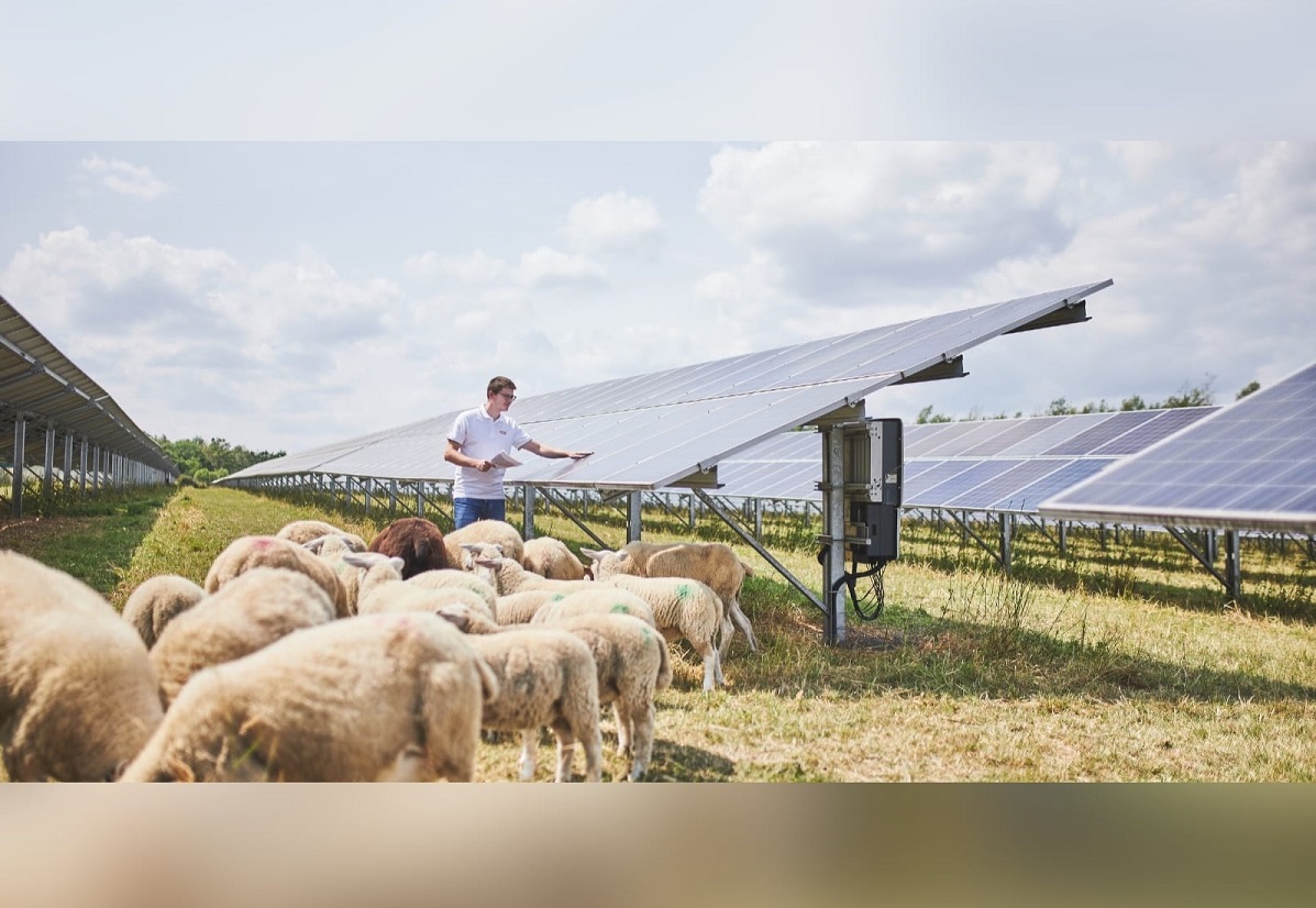 Die evm betreibt Solarparks unter anderen in Grgeshausen, wo Mitarbeiter Martin Satony die Anlage kontrolliert. Die Schafe werden als natrliche Rasenmher eingesetzt. (Foto: Niklas Marhfer/evm)