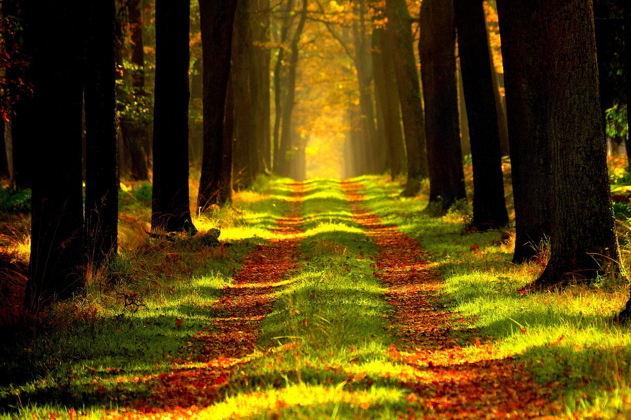 Verstndnis fr das komplexe kosytem Wald zu wecken  das ist Ziel der Waldjugendspiele. (Symbolfoto)