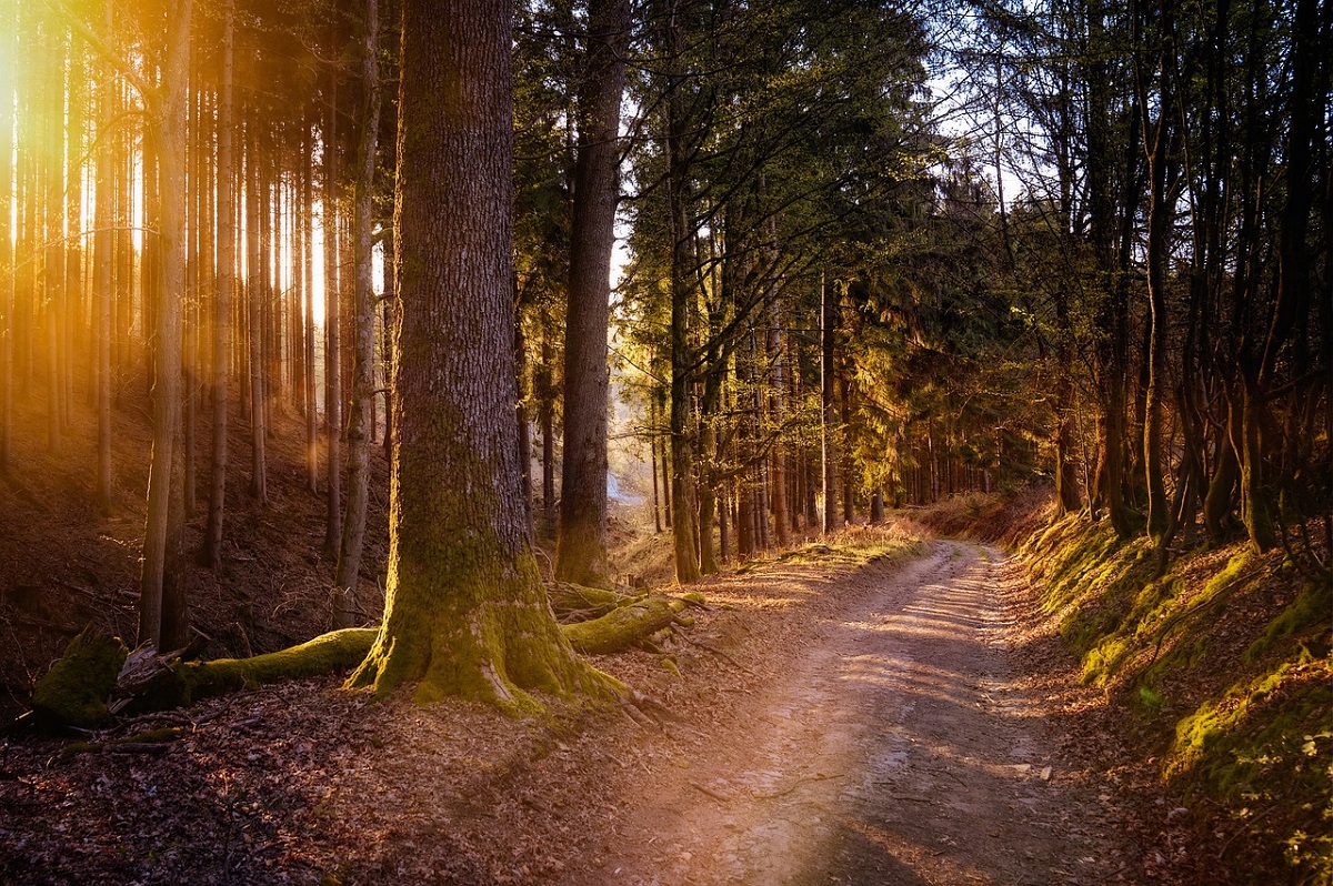 Zweite Jubilumswanderung im Wller Land fhrt ber den "Grnen Steig und 2-Seen-Weg"