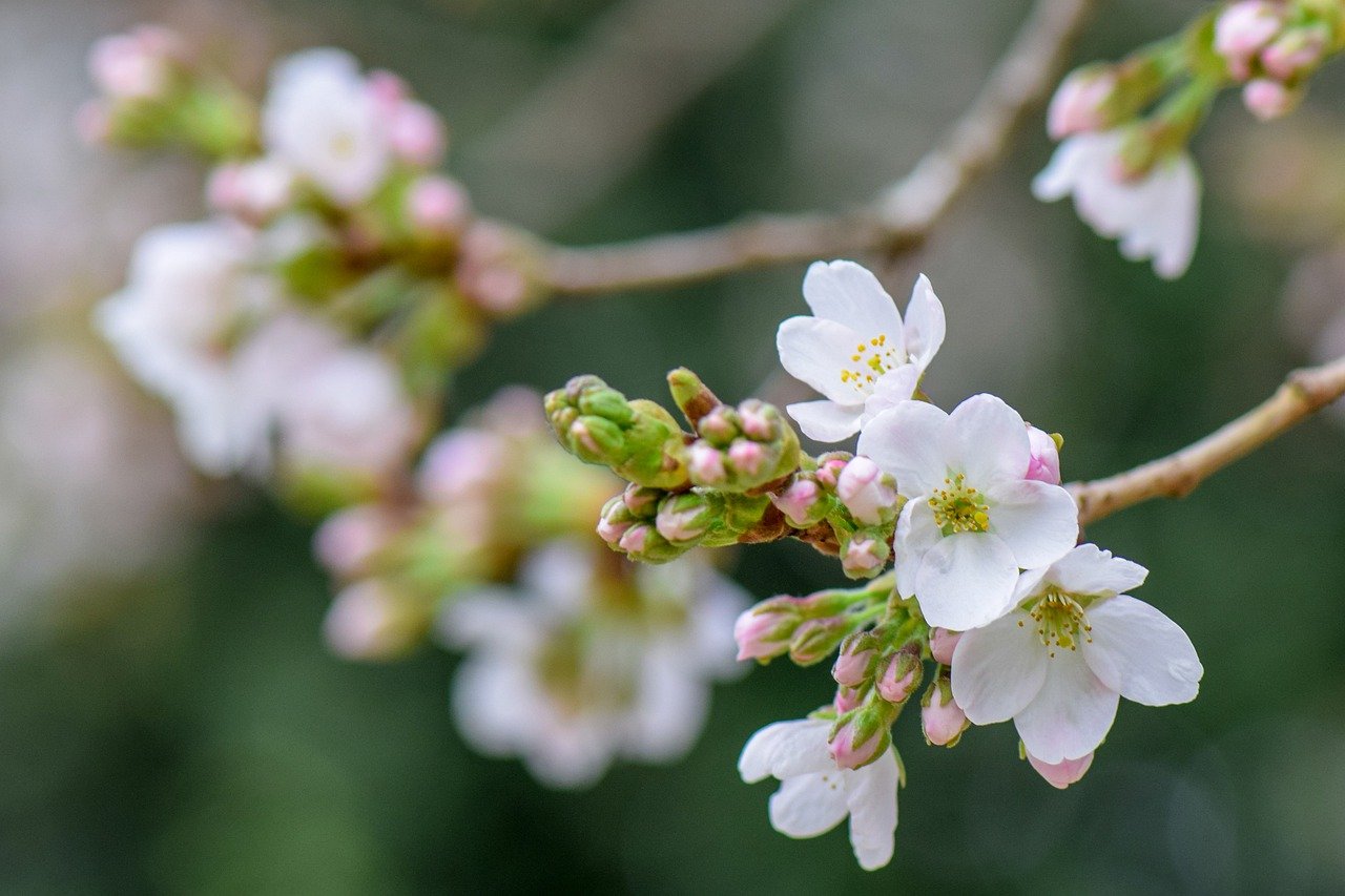 Ehrengarde Neuwied begrt den Frhling