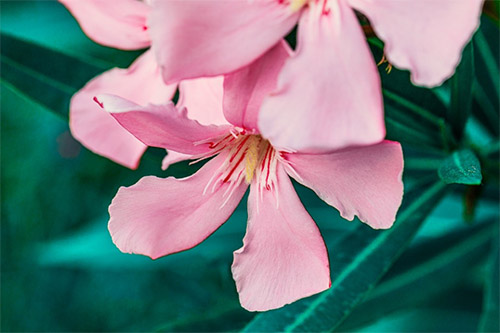 Oleander  Der Star unter der Kbelpflanzen