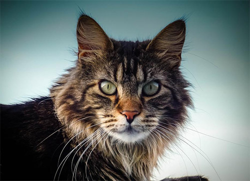 Die Maine Coon Katze stammt ursprnglich aus Nordamerika. Foto Quelle: pixabay.com / <a href=https://pixabay.com/de/users/fcja99-5064003/ target=_blank rel=nofollow>fcja99</a> 