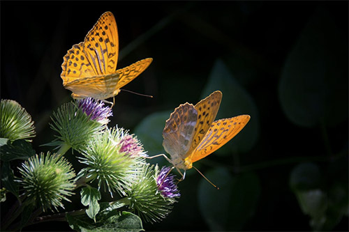 Die Natur ruft: Sommerferien im Westerwald