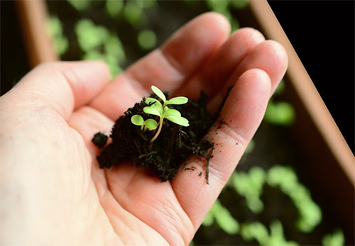 Gardening ist wieder in: Der Saatgut-Advendskalender kommt da genau richtig