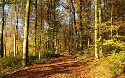 Wellness im Westerwald: Der Wald als Erholung fr Krper und Geist