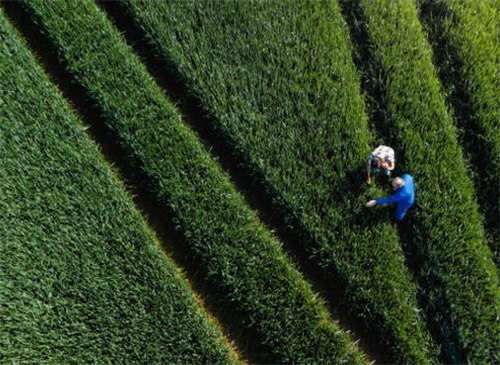 Wettergesteuerte Landwirtschaft: Optimierung des Pflanzenmanagements fr eine nachhaltige Landwirtschaft