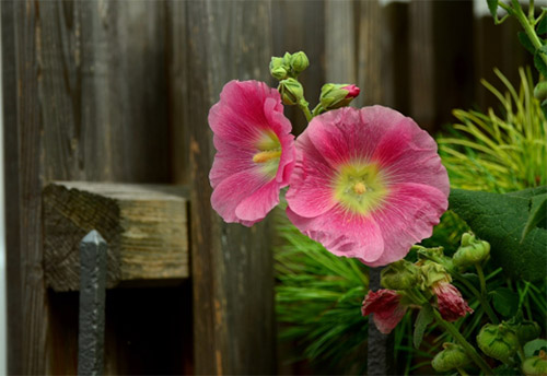 Wie hoch darf ein Sichtschutzzaun sein? Wichtige Regelungen und Tipps fr Gartenbesitzer