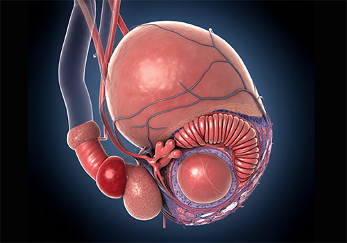 Natrliche Wege zur Prostatapflege: Ein berblick ber aktuelle Entwicklungen