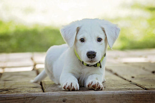 Welpen gekauft - brauche ich eine Hundekrankenversicherung?