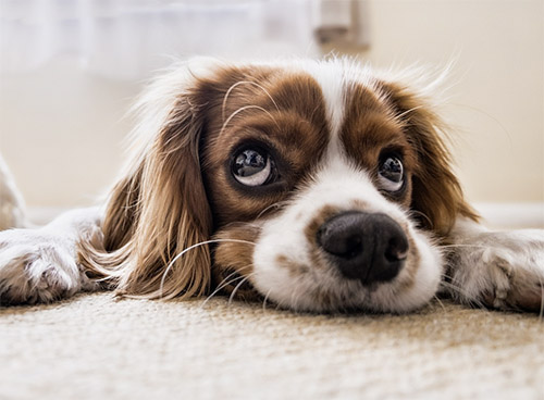 Hunde-OP-Versicherung - notwendig, oder nicht?