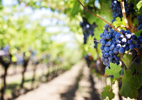 Im Landkreis Neuwied wird Wein als echtes Kulturgut betrachtet. Die Winzer verfgen ber einen groen Erfahrungsschatz bei der Produktion von Weinen, der von Generation zu Generation weitergegeben wird. Foto Quelle: pixabay.com / <a href=https://pixabay.com/de/users/jillwellington-334088/ target=_blank rel=nofollow>jillwellington</a>