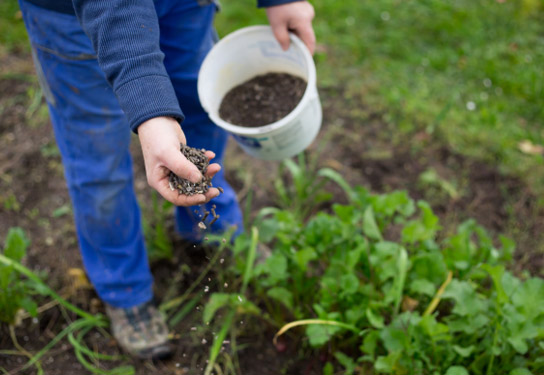 Wer beim Dngen planvoll vorgeht, vermeidet einseitige Versorgung und bewahrt die natrliche Balance des Untergrunds. Foto: <a href=https://stock.adobe.com/de/images/fertilizing-the-garden-by-bio-granular-fertilizer-for-better-conditions-of-garden/179462974 target=_blank rel=nofollow>Khaligo</a>  stock.adobe.com