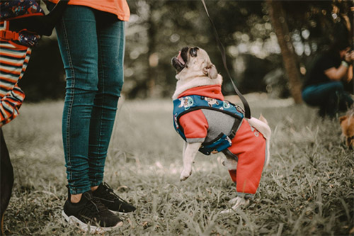 Wie kleidet man seinen Hund in allen Jahreszeiten richtig?