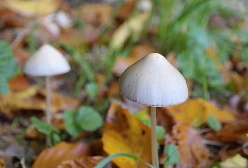 Psilocybin ist ein Wirkstoff der sogenannten psychogenen Pilze, die in vielen Wldern wachsen. Foto Quelle: pixabay.com / <a href=https://pixabay.com/de/users/hans-2/ target=_blank rel=nofollow>hans-2</a>