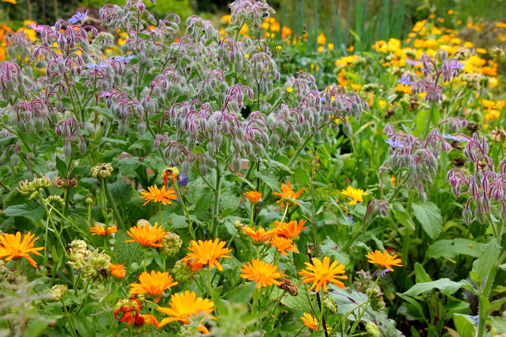 Die Schnheit eines Naturgartens. (Foto: Julia Hilgeroth-Buchner)