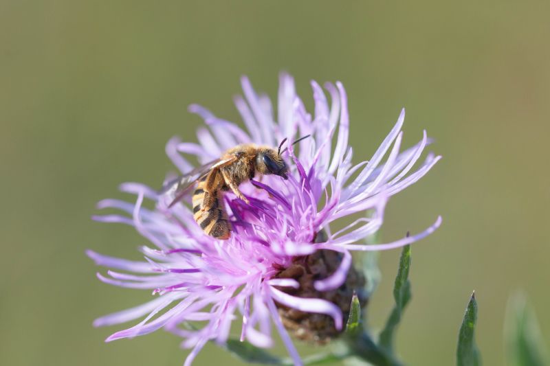 Wildbiene des Jahres - Gelbbindige Furchenbiene (Halictus scabiosae) Fotoautorin: Heike Strcker 