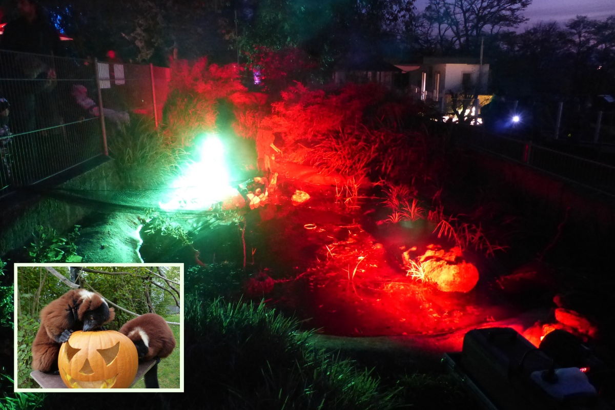 Es wird schaurig: Halloween-Abend im Zoo Neuwied 