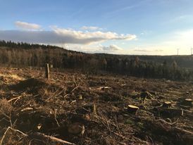 Borkenkfer und anhaltende Trockenheit setzen den Wldern in nie dagewesenem Ausma zu. Brgermeister Peter Klckner hat als einer der Ersten auf dringend erforderliche finanzielle Untersttzung der Waldbesitzer hingewiesen. Inzwischen sind die vorgesehenen Hilfen von Bund und Land von ursprnglich 25 Millionen Euro auf 1,5 Milliarden Euro gestiegen. Fotos: VG Hachenburg