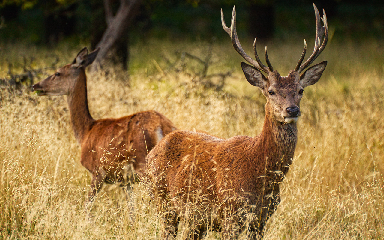 Naturschutzinitiative e.V. (NI) lehnt Entwurf des neuen Landesjagdgesetzes ab