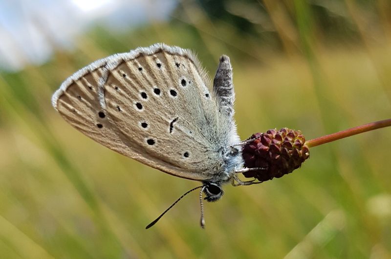 Der Helle Wiesenknopf-Ameisenbluling im Westerwald