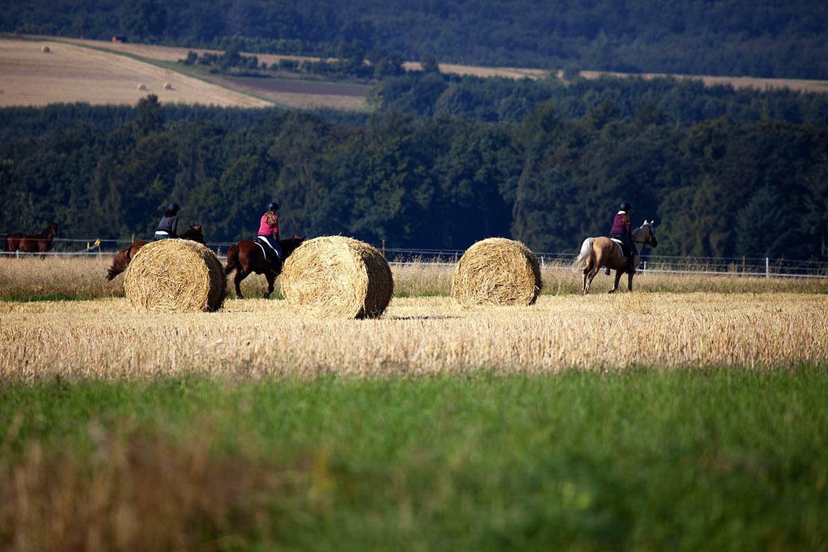 Am Wochenende wird es zu nass fr die Ernte. Foto: Wolfgang Tischler