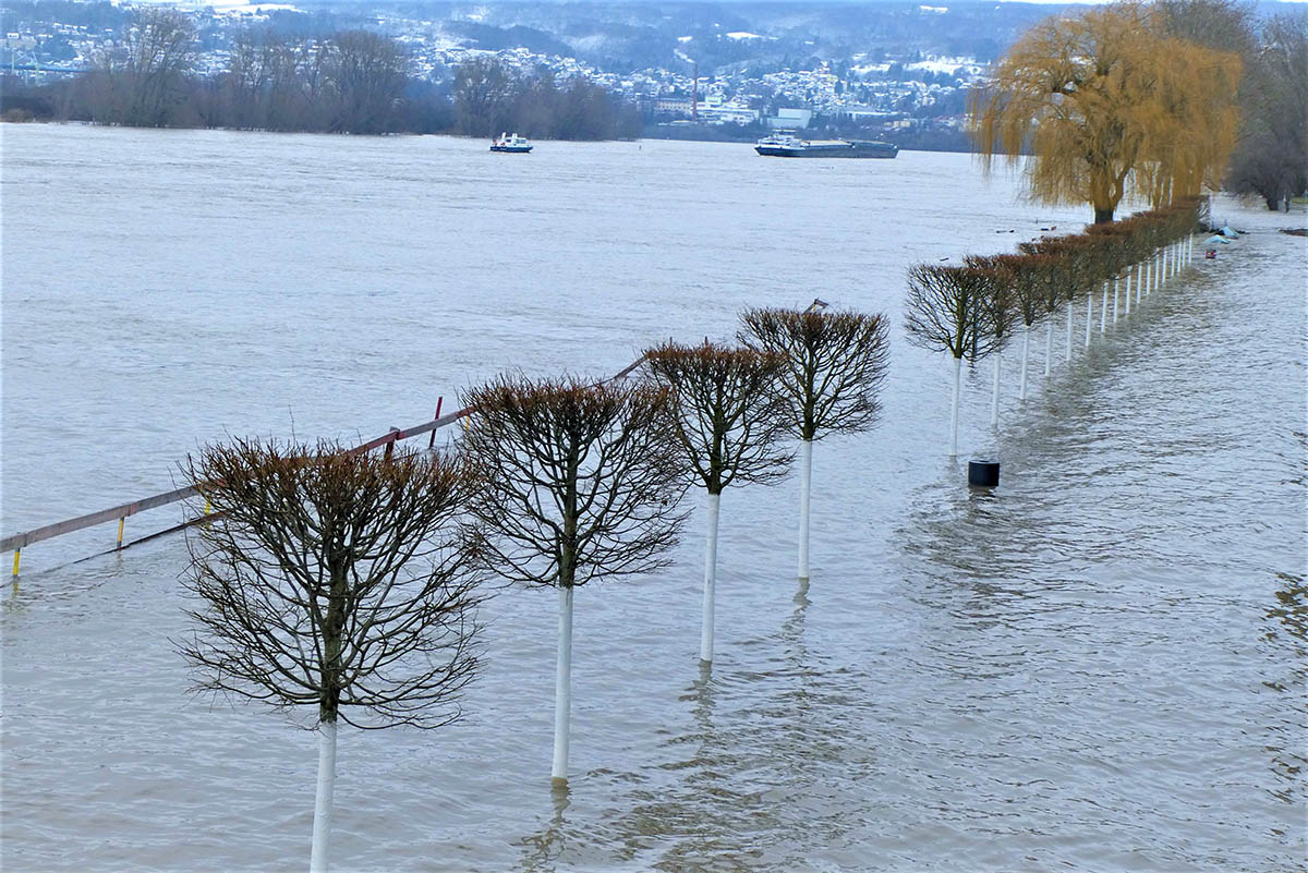 Rheinhochwasser steigt weiter