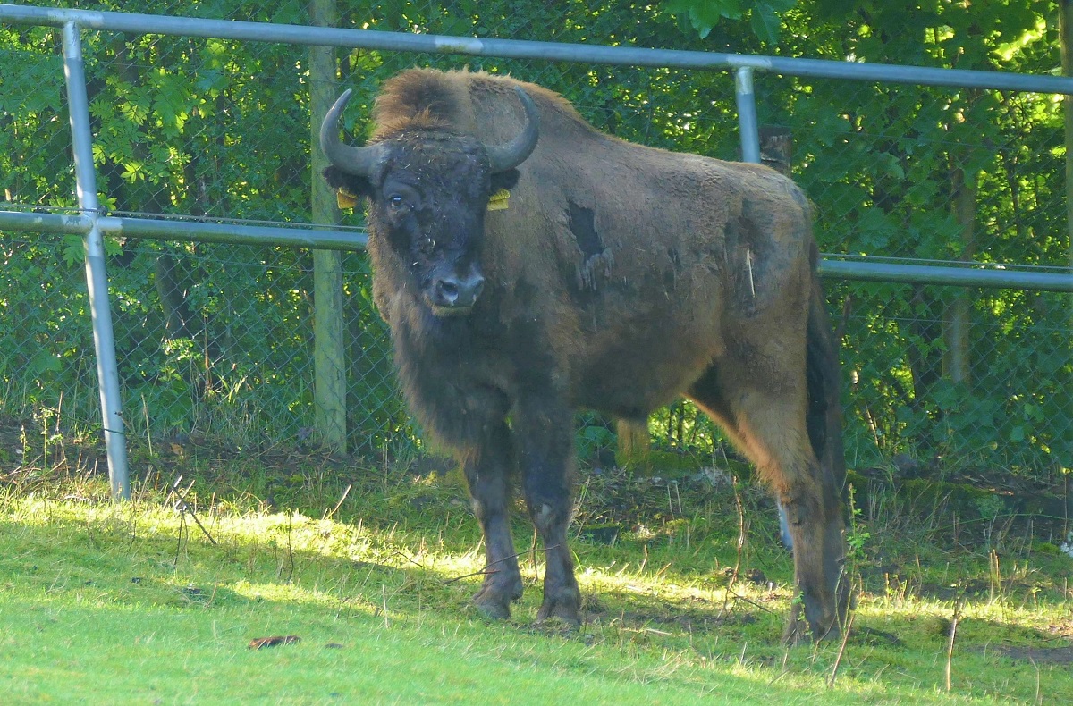 Willkommen, Homer: Zoo Neuwied erhlt ersten Wisent