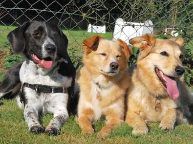 Bei den 25. Wolfswinkeler Hundetagen geht es um Motivation