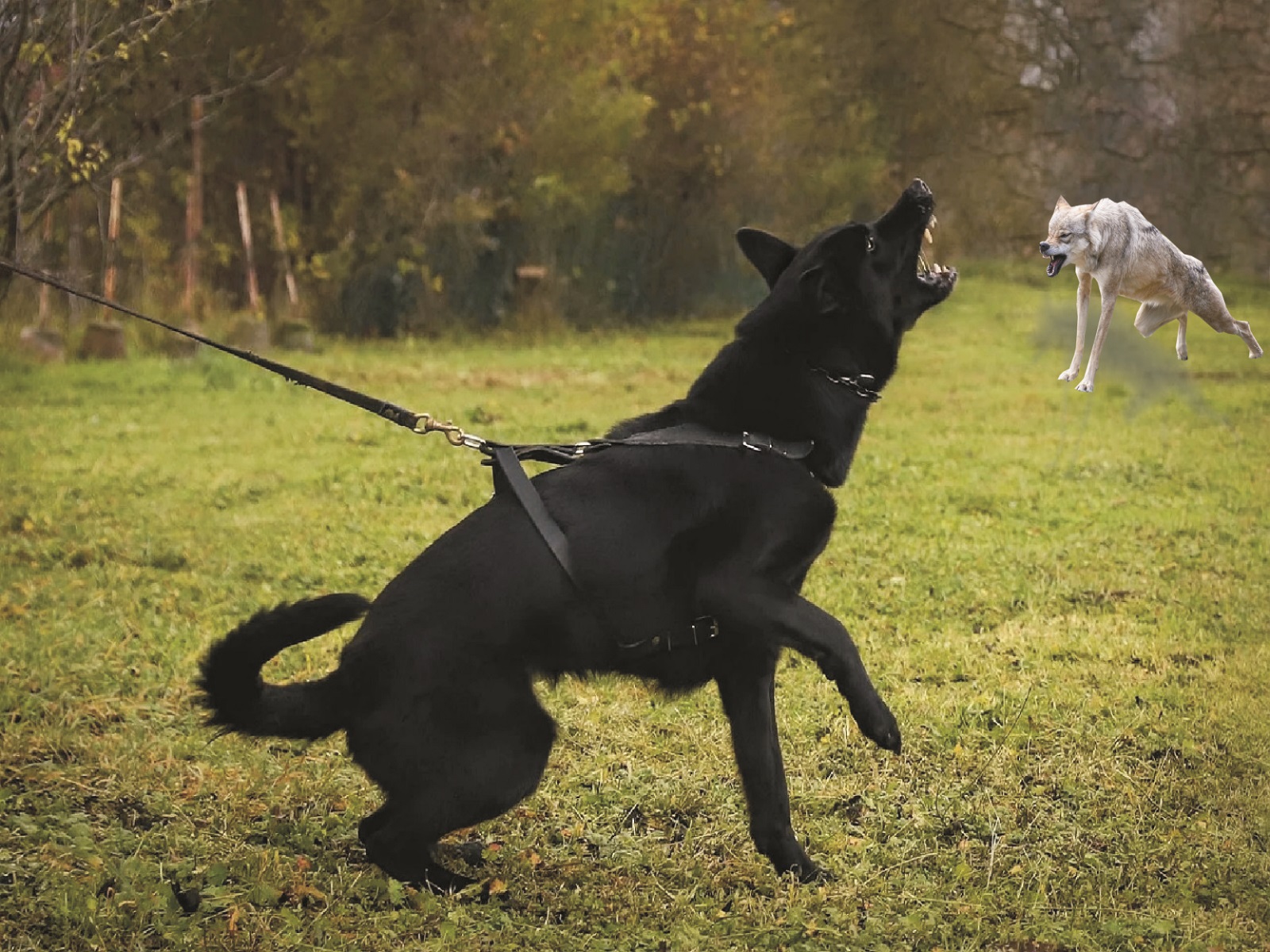 Montage Hund begegnet Wolf. (Bildquellen: Pixabay)