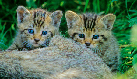 Wer junge Wildkatzen im Wald sichtet, mge sie weder anfassen noch mitnehmen. Darauf weist der BUND Rheinland-Pfalz aktuell per Pressemitteilung hin. (Foto: BUND/Thomas Stephan)