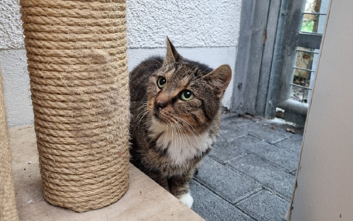 "Notfellchen": Kater "Herbert" mchte gerne Weihnachten bei seiner Familie feiern