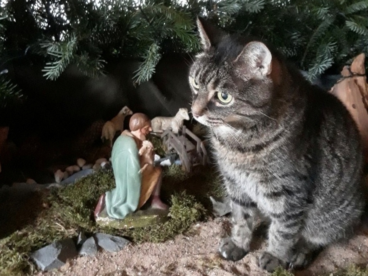 Katze Mia gehrt seit elf Jahren zur Weihnachtskrippe dazu. (Foto: privat)