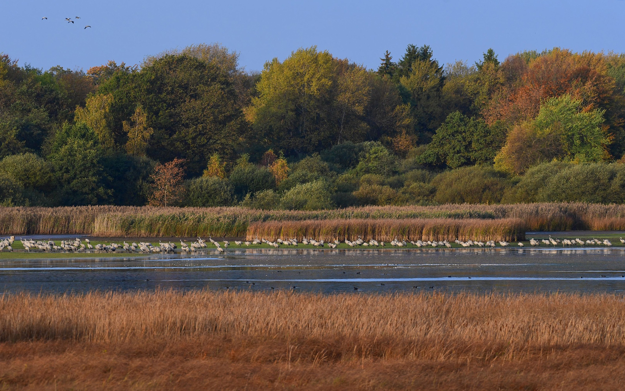 Vgel des Glcks unternehmen Zwischenlandung am Dreifelder Weiher