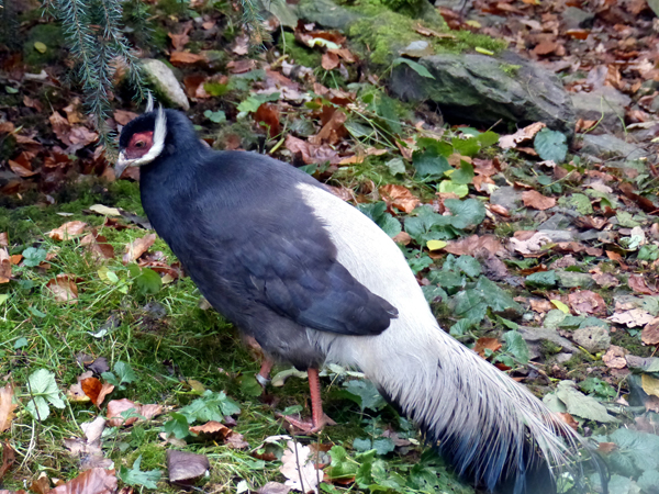 Bedrohte Fasane im Zoo Neuwied