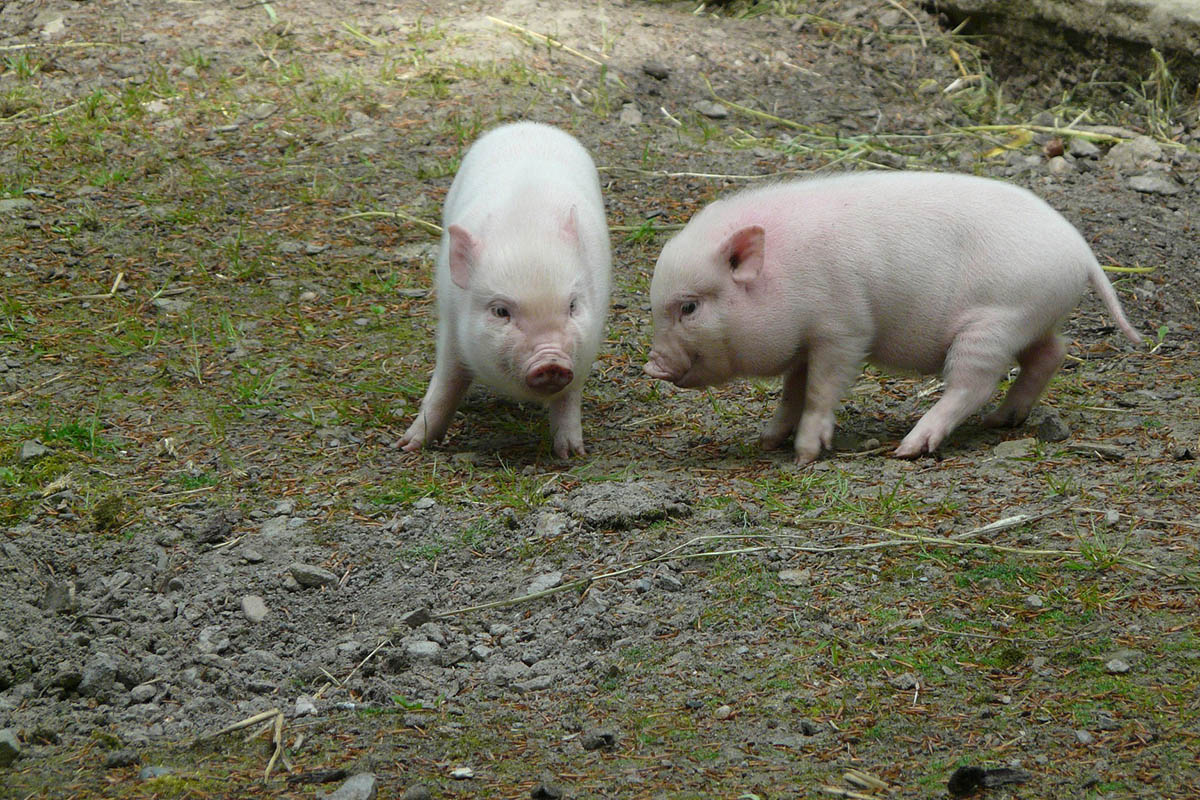 Minischweine auf groer Reise