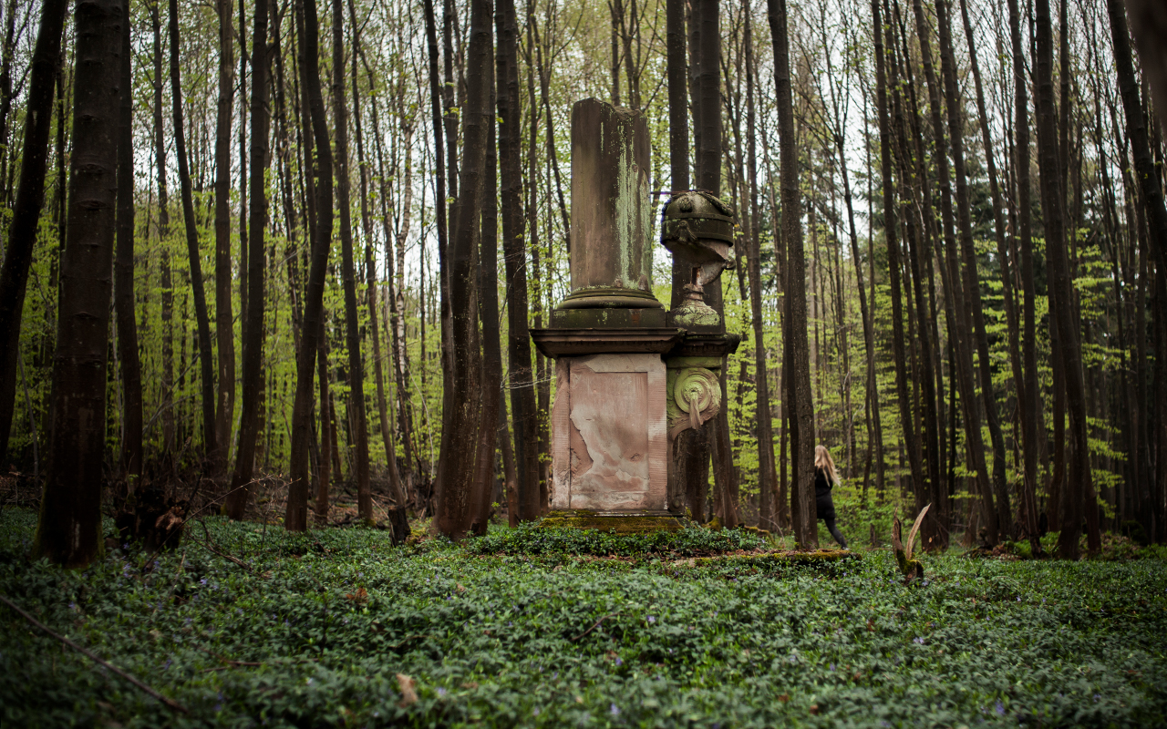 Der Monrepos-Wald in Vergangenheit, Gegenwart und Zukunft. (Foto: Marie Sjovold)