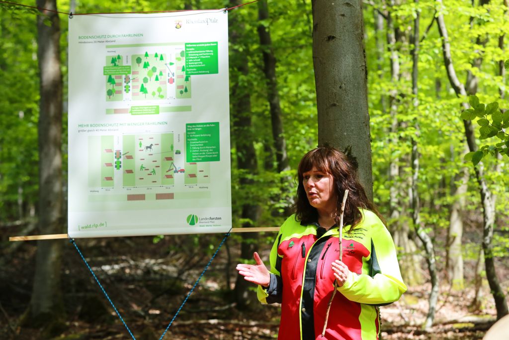 Pferde helfen Wald im Klimawandel: Lsungsanstze