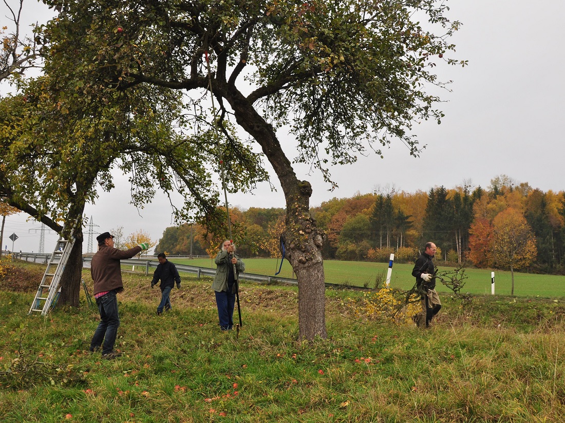 Beschnitt Streuobstwiese (Foto: Peter Fasel)