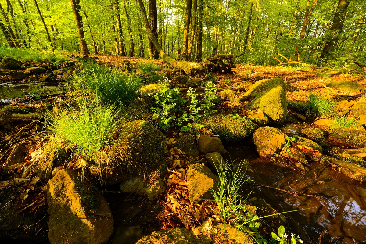 "NaturPur!" Frhling im Westerwald - NI stellt Veranstaltungsprogramm fr Mrz 2023 vor 