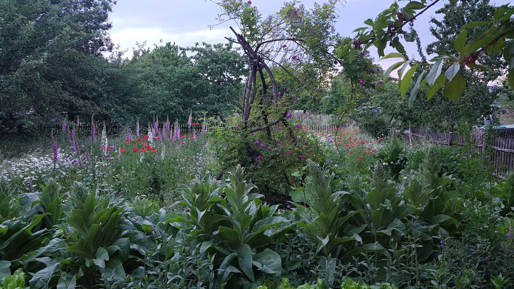 Schn fr Menschen und Tiere: Garten mit vielen einheimischen Pflanzen. Foto: NABU