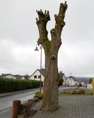 Wurde dieser Baum ohne Genehmigung so verndert? Foto: Verein