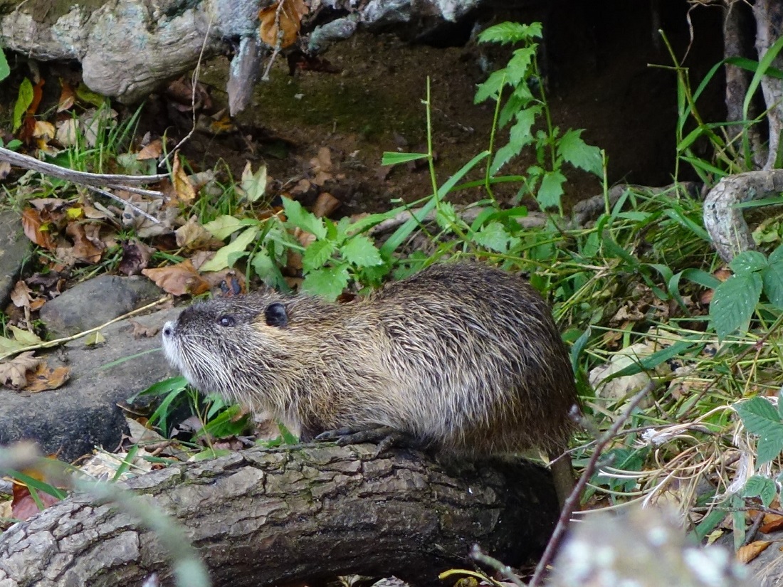 Nutria vor Dammschaden. (Foto: Ins Noll)