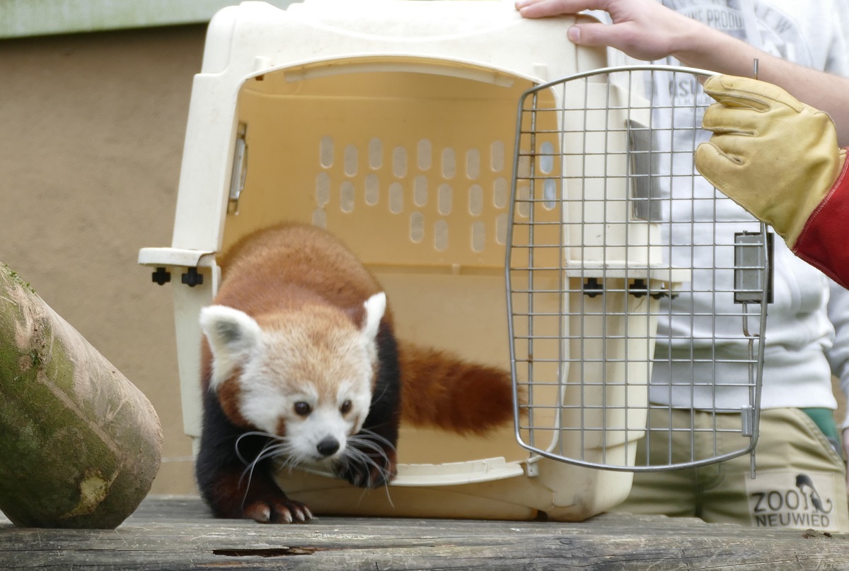 Ein guter Start: Neuzugang bei den Katzenbren im Zoo Neuwied