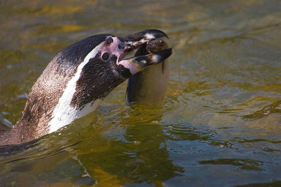 Auf Safari im Zoo Neuwied