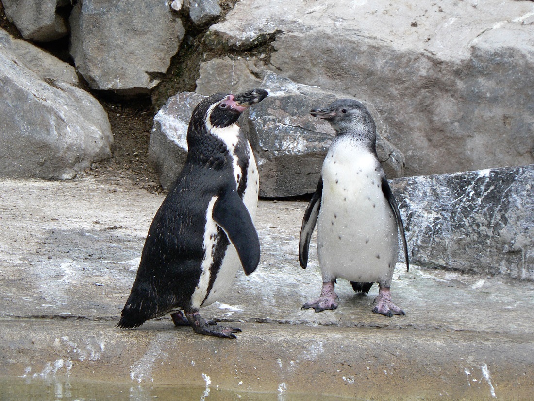 Pinguine im Zoo Neuwied in Sommerlaune