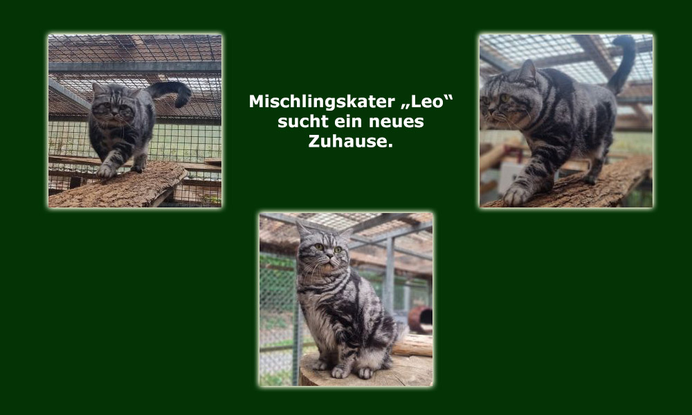 Mischlingskater "Leo" sucht ein neues und liebevolles Zuhause. (Fotos: Tierheim Ransbach-Baumbach)