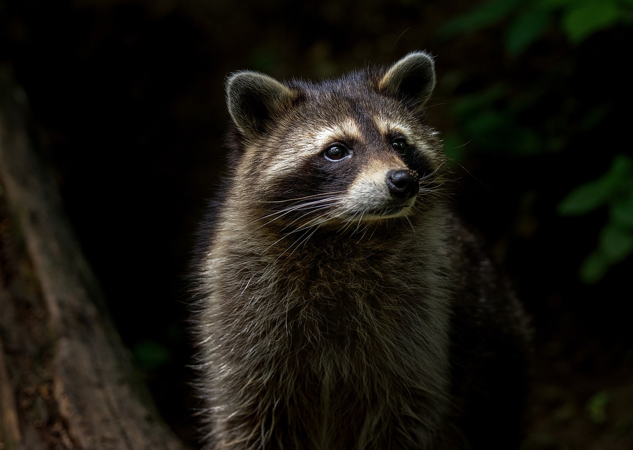 Der Tierpark Niederfischbach  ein Herzstck der Region vor dem Aus?
