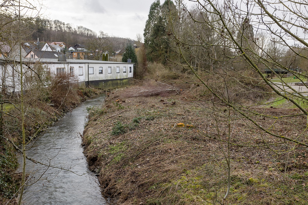 Strucher und Bume in Selters gefllt fr naturnahen Umbau