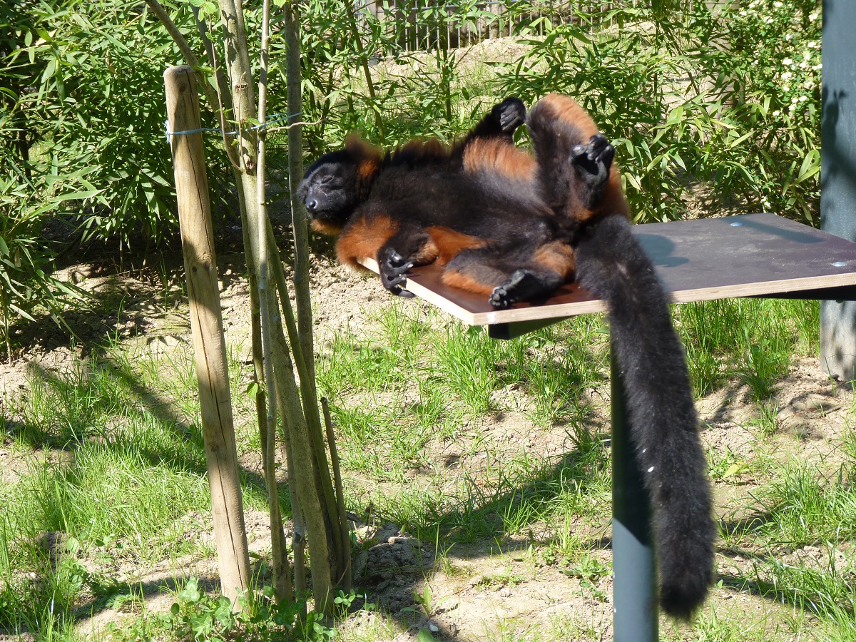 Der Rote Varis freut sich ber das Sommerwetter. (Foto: Alexandra Japes)