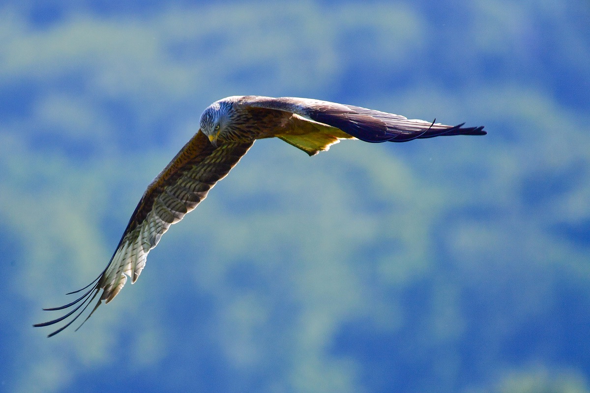 Naturschutzinitiative legt Widerspruch gegen Windkraftanlagen auf dem Hmmerich ein